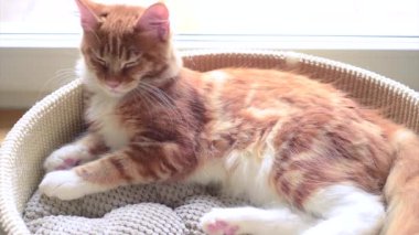 Maine coon yavru kedi uyku