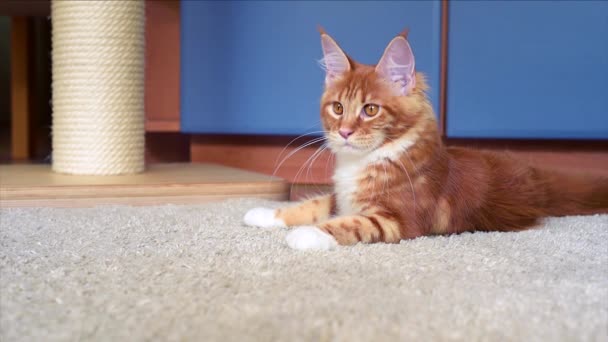 Maine Coon kitten play — Stock Video