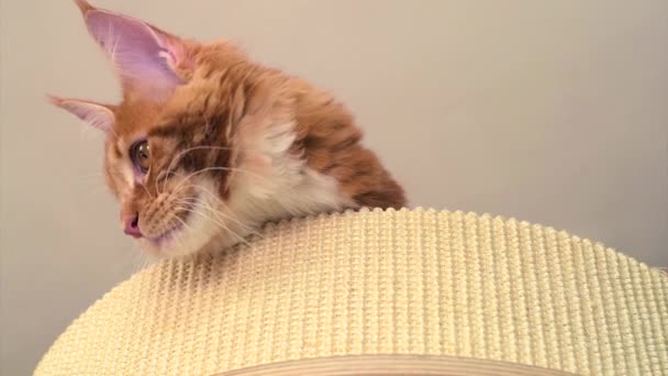Maine Coon yavru kedi oyun — Stok video