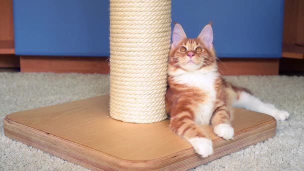 Maine Coon kitten spelen — Stockvideo