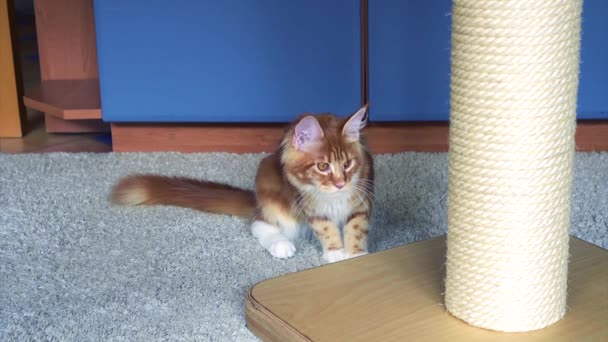 Maine Coon kitten spelen — Stockvideo