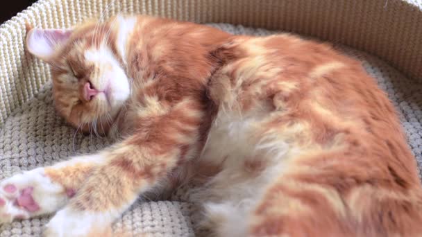 Котенок Мэн Кун спит — стоковое видео