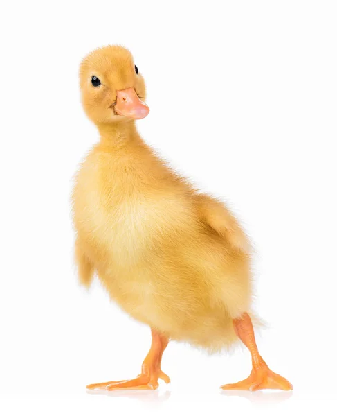 Cute little duckling — Stock Photo, Image