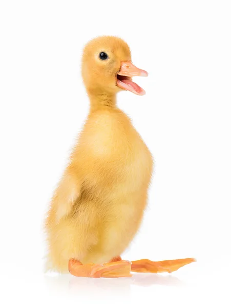 Cute little duckling — Stock Photo, Image