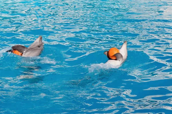 Dolphin with ball — Stock Photo, Image