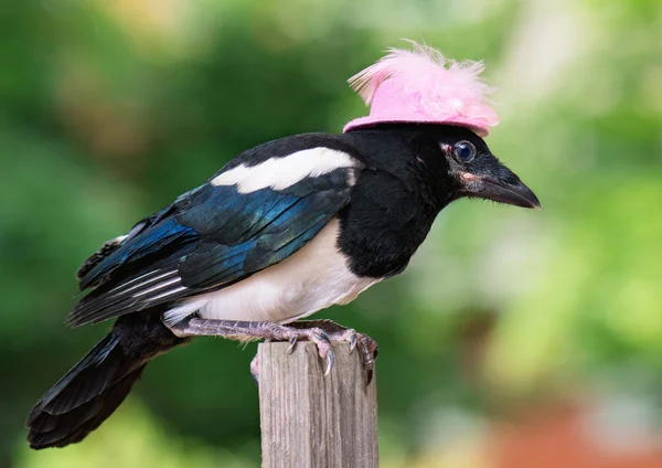 Oiseau en chapeau rose — Photo