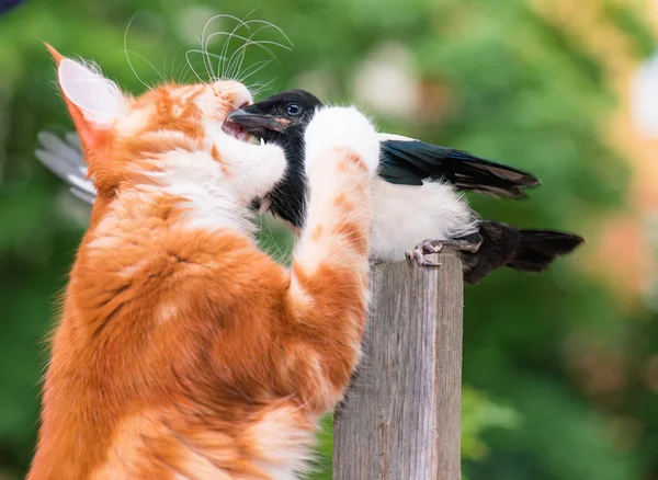 Kedi bir kuş avladı. — Stok fotoğraf