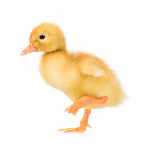 Cute little duckling — Stock Photo, Image