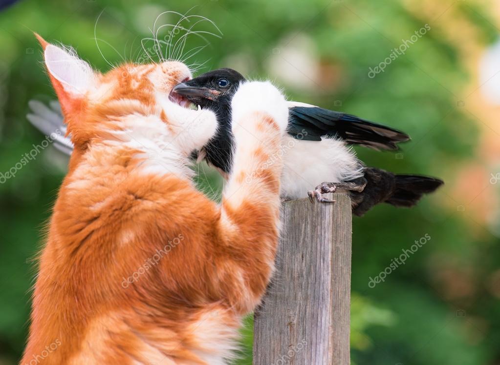 Cat hunted a bird — Stock Photo © DenisNata #115531762