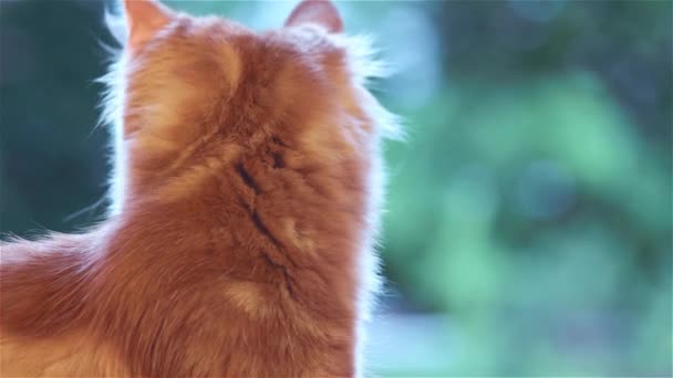 Maine Coon kitten at home — Stock Video