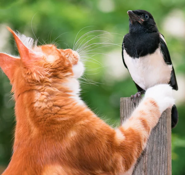 Kedi bir kuş avladı. — Stok fotoğraf