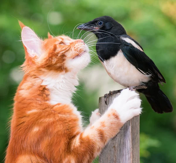 Kedi bir kuş avladı. — Stok fotoğraf