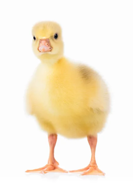 Cute little gosling — Stock Photo, Image