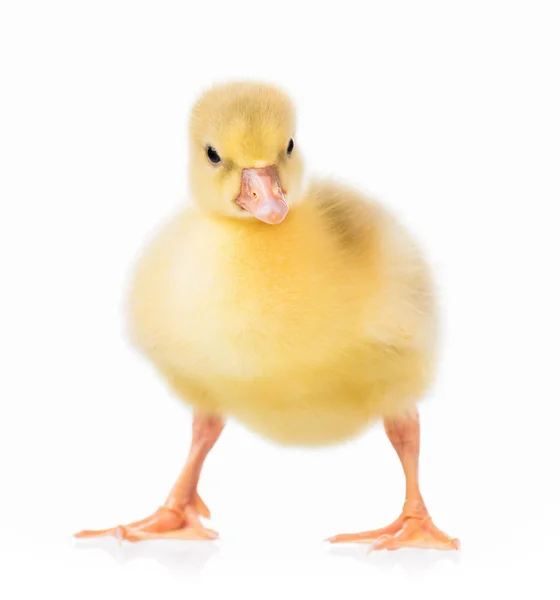 Cute little gosling — Stock Photo, Image