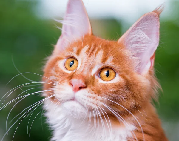 Maine Coon kitten — Stock Photo, Image