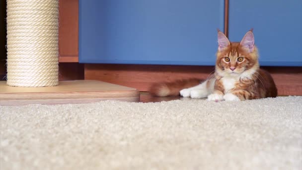 Maine Coon kitten spelen — Stockvideo