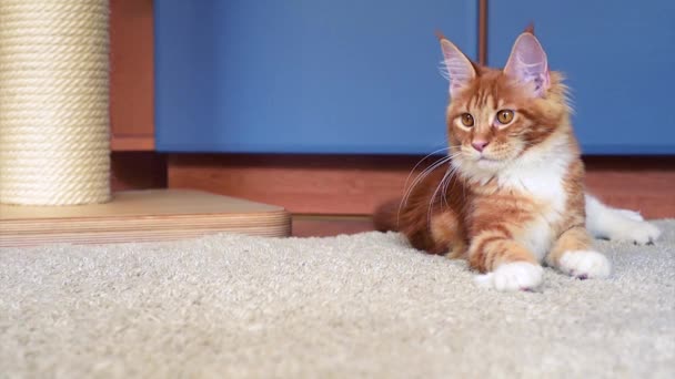 Maine Coon kitten play — Stock Video