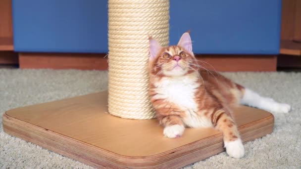 Maine Coon gatito jugar — Vídeos de Stock