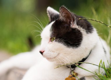 Yetişkin yerli kedi