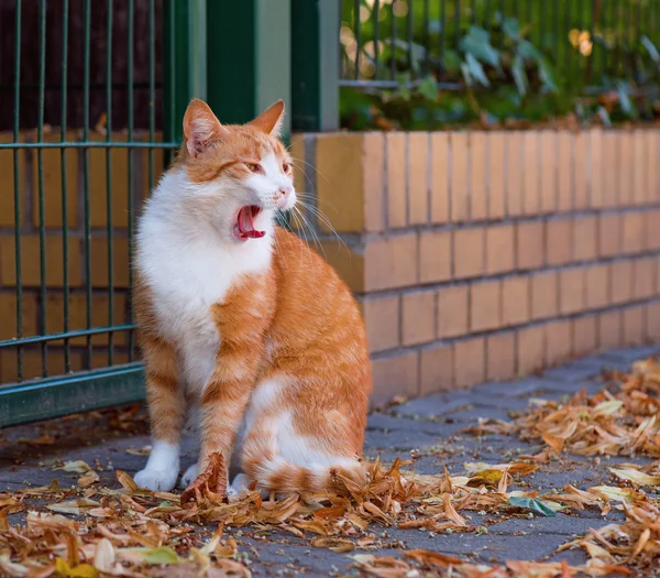 Yetişkin yerli kedi — Stok fotoğraf