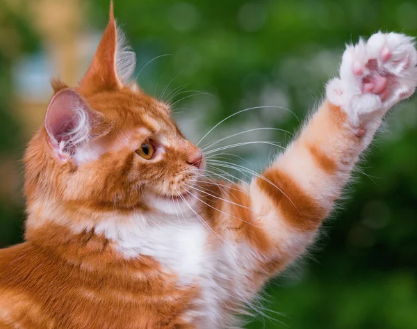 Maine coon gatinho — Fotografia de Stock