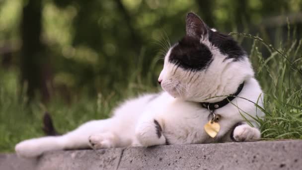 Ενηλίκων οικόσιτης γάτας — Αρχείο Βίντεο
