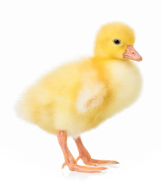 Cute little gosling — Stock Photo, Image