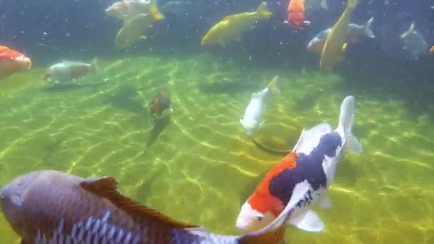 Карп кои под водой — стоковое видео