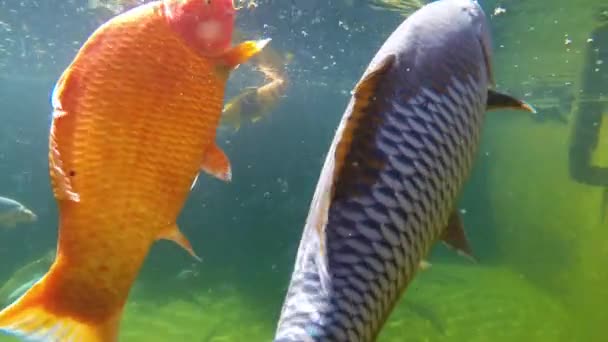 Carpe koï sous l'eau 