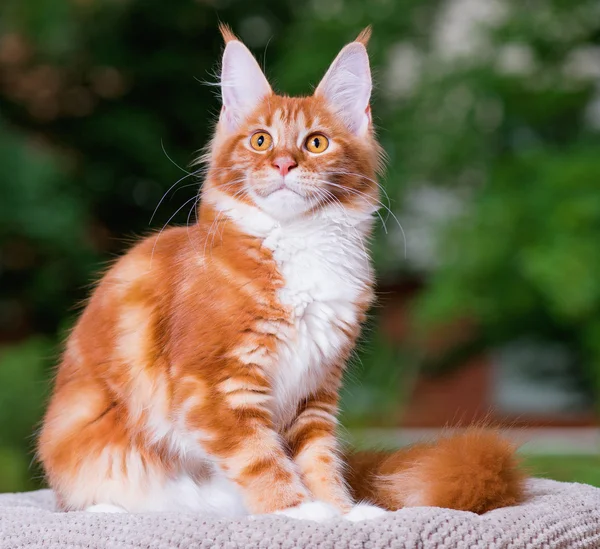 Maine coon gatinho — Fotografia de Stock