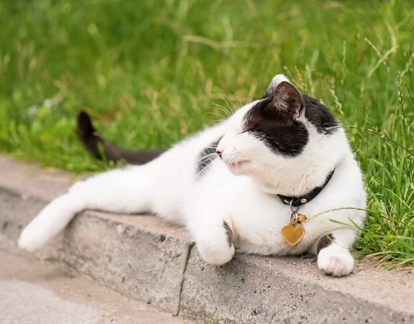 Pro dospělé domácí kočka — Stock fotografie