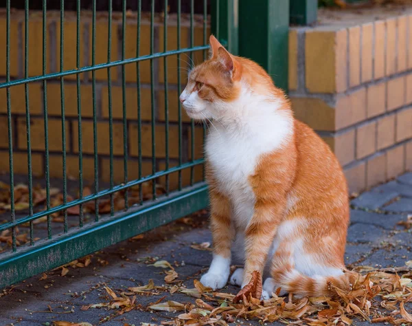 Yetişkin yerli kedi — Stok fotoğraf