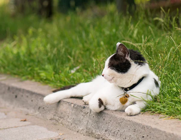 Yetişkin yerli kedi — Stok fotoğraf