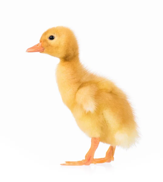 Cute little duckling — Stock Photo, Image