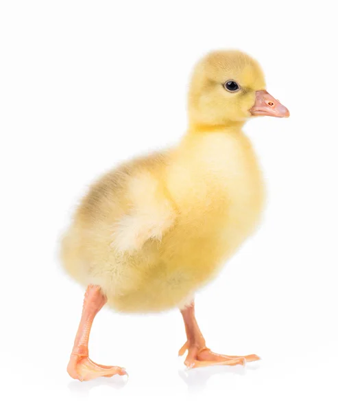 Lindo pequeno gosling — Fotografia de Stock