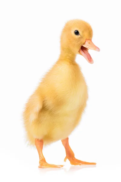 Cute little duckling — Stock Photo, Image