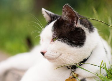 Yetişkin yerli kedi