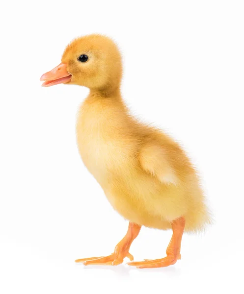 Cute little duckling — Stock Photo, Image