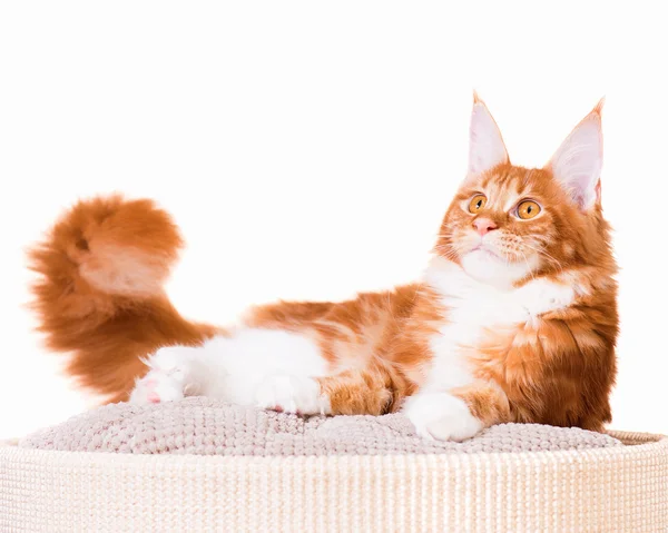 Maine coon gatito — Foto de Stock