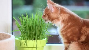 Yeşil çimenlerin üzerinde pencere ile yavru kedi