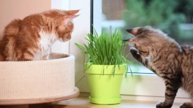 Yeşil çimenlerin üzerinde pencere ile yavru kedi