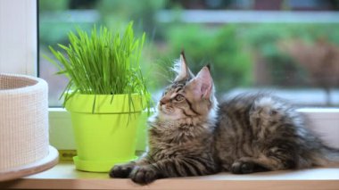 Yeşil çimenlerin üzerinde pencere ile yavru kedi