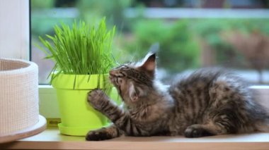 Yeşil çimenlerin üzerinde pencere ile yavru kedi