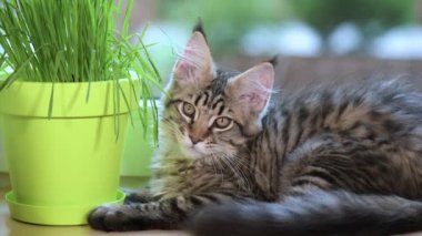Yeşil çimenlerin üzerinde pencere ile yavru kedi