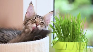Yeşil çimenlerin üzerinde pencere ile yavru kedi