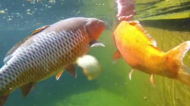 Koi sazan su altında