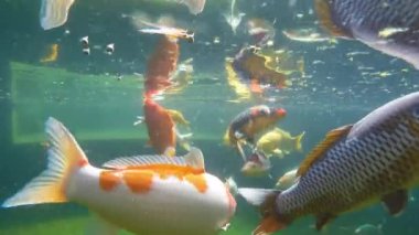 Koi sazan su altında