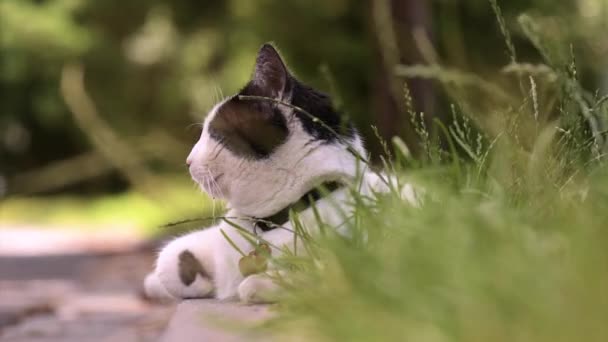 Gatto domestico adulto — Video Stock