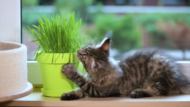 Gatito con hierba verde en alféizar de ventana — Vídeo de stock