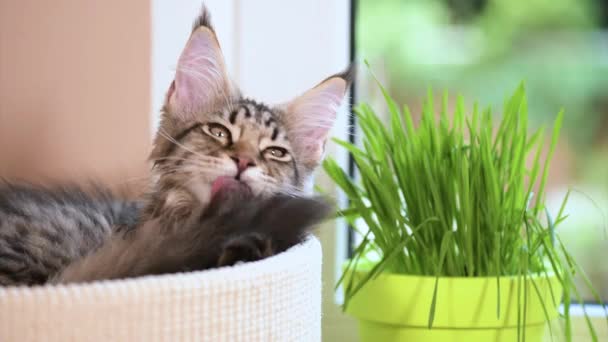 Kätzchen mit grünem Gras auf Fensterbank — Stockvideo